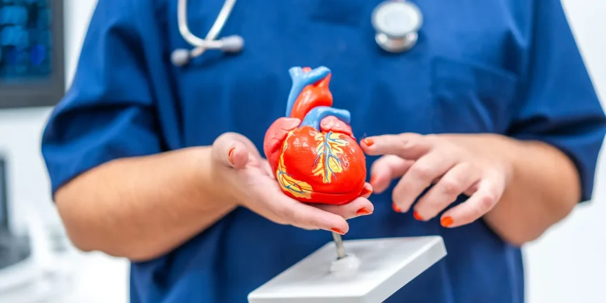 Close-up photo of a cardiologist holding a plastic heart shape model that helps to give information
